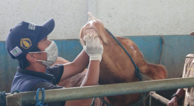 Ternyata Ini Faktor Penyebab PMK Merebak di Tulungagung