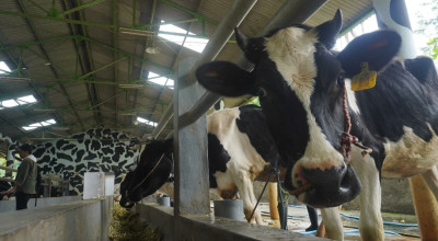 Ribuan Sapi Terjangkit PMK, Komisi B DPRD Jember Usul Penambahan Vaksin