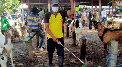 Catat Nomor Aduan PMK di Kota Kediri, Laporkan jika Ada Sapi yang Terjangkit