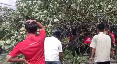 Pohon Tumbang di Ambulu Jember Timpa Mobil