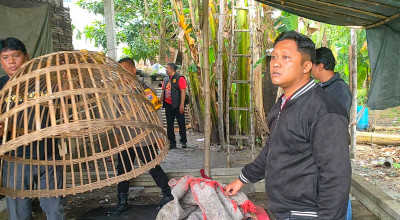Penggerebekan Arena Judi Sabung Ayam di Krian Sidoarjo Bocor, Pelaku Kabur