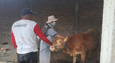 Kasus PMK Melonjak, Pemkab Kediri Intensifkan Pengobatan