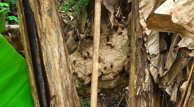 2 Wanita Sidoarjo Tewas Diduga Tersengat Tawon Vespa