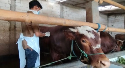 791 Sapi di Pacitan Terjangkit PMK, Stok Vaksin Habis