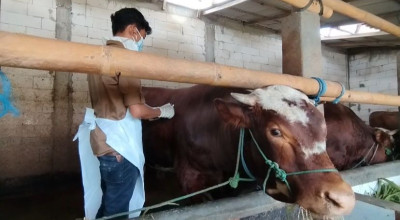 Pacitan Terima 7.000 Dosis Vaksin PMK dari Pemprov, Prioritaskan Sapi Sehat