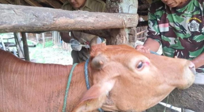 Terima 7.000 Dosis Vaksin PMK, Pemkab Pacitan Targetkan Rampung Akhir Januari