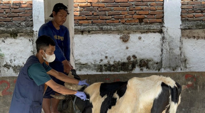 DKPP Kota Kediri Mulai Vaksinasi PMK, Prioritaskan Wilayah Ini