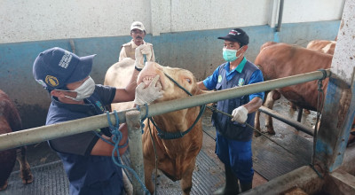 Wabah PMK di Tulungagung Belum Usai, Disnakeswan Kehabisan Stok Vaksin