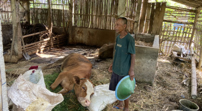Diduga Wabah PMK Merebak di Jimbe Ponorogo: Sapi Ambruk dan Mati Mendadak