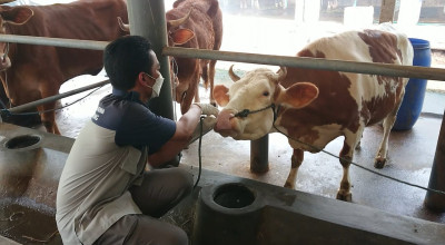 Ratusan Sapi di Kabupaten Blitar Terserang PMK, 30 Ekor Mati