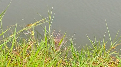 Buaya Muara Masuk Tambak di Jabon Sidoarjo, Petani Terancam Gagal Panen