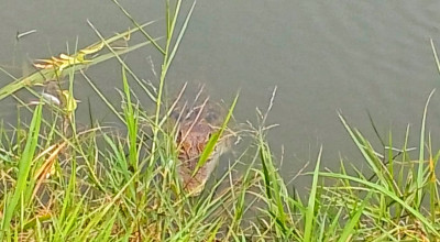 Buaya Liar Satroni Tambak Warga Sidoarjo