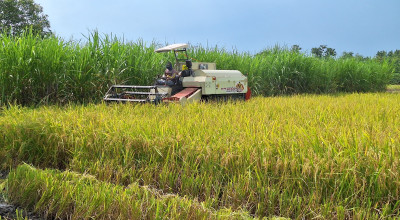 Petani Lamongan Mulai Rasakan Manfaat Kebijakan Harga Gabah Presiden Prabowo