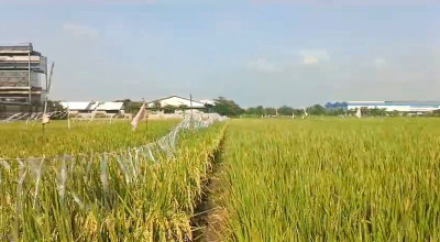 Puluhan Petani di Sidoarjo Terancam Gagal Panen, Diduga Tercemar Limbah Kimia Pabrik