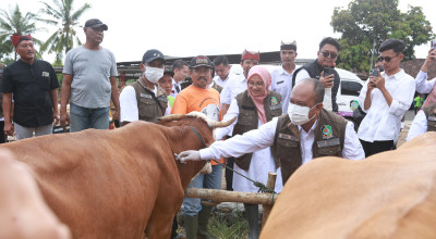 Banyuwangi Dapat Gelontoran 33.525 Dosis Vaksin PMK