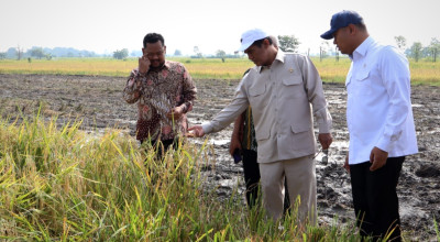 Panen Raya di Gresik, Mentan Amran Apresiasi Kenaikan Harga Gabah Petani