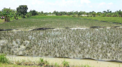 Petani Lamongan Terancam Gagal Panen, Sawah Terendam Luapan Bengawan Solo