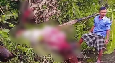 Maling Sapi Modus Jagal Resahkan Warga Ledokombo Jember