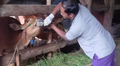 Cegah PMK Menyebar Kembali, Disnak Bangkalan Perketat Distribusi Ternak