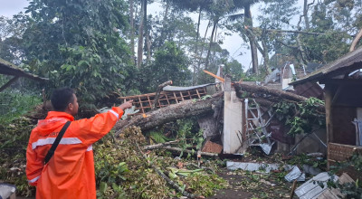 Puting Beliung di Sumberjambe Jember, Puluhan Pohon Tumbang dan Rumah Rusak