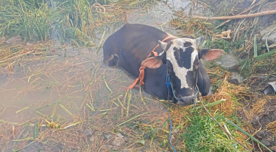 Cerita Sapi Brahman Terjebak Kubangan Lumpur Dievakuasi Damkar Lamongan