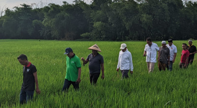 30 Hektare Tanaman Padi di Jember Diserang Hama Tikus, Salah Pola Tanam