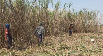 Musim Tebang, Kebun Dhoho Serap Ribuan Tenaga Kerja dari Kediri-Tulungagung