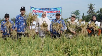 SIG Dorong Pertanian Berkelanjutan lewat Uji Coba Padi Biosalin
