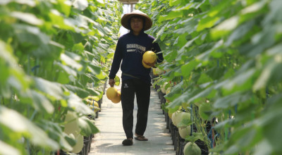 Optimalkan Wisata Petik Melon, Wali Kota Madiun Target 12 Greenhouse