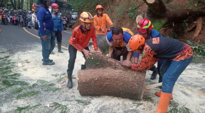 Pohon Tumbang Tutup Akses Jalan Nasional Trenggalek-Ponorogo