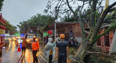 Hujan dan Angin Kencang, Pohon Trembesi Tumbang Timpa Koramil Arjasa Jember