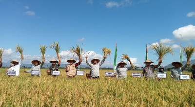 Produksi Padi di Tulungagung Merosot pada 5 Tahun Terakhir