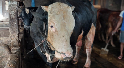 Sapi Oreo Milik Presiden Prabowo Disembelih di Salah Satu Masjid Lamongan