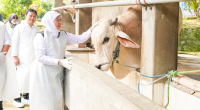 Gubernur Khofifah: Jatim Siap Suplai Hewan Kurban Provinsi Lain