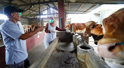 Mas Dhito Terjunkan Tim DKPP ke Kandang Peternak, Pastikan Kelayakan Hewan Kurban