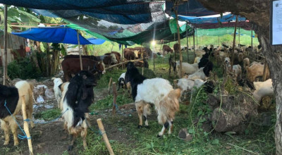 Aturan Penjualan Hewan Kurban di Surabaya