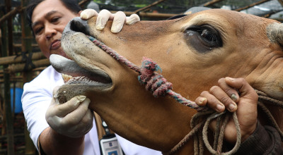 Warga Surabaya, Berikut Tips Memilih Hewan Kurban Sebelum Membeli