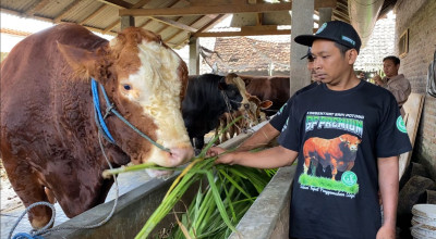 Presiden Prabowo Beli Sapi Kurban di Blitar, Namanya Glewo