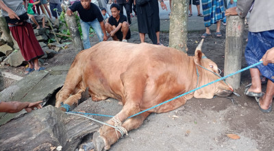 DPD Laskar Sasak Gelar Penyembelihan Hewan Kurban Idul Adha 1446 H