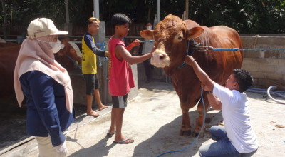 Inilah Bejo, Sapi Kurban Presiden Prabowo dari Tulungagung