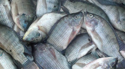 Kejaksaan Negeri Kota Kediri Gelar Pasar Murah Besok, Ada Sembako-Ikan Segar