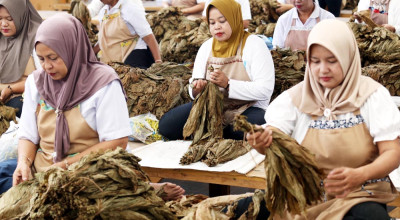 Foto: Perempuan Penjaga Tembakau