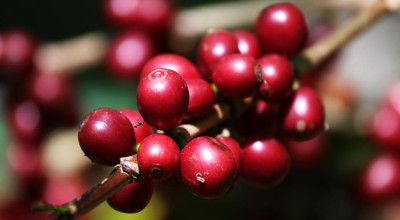 Kopi Ijen, Syair Rasa dari Ketinggian Jawa Timur