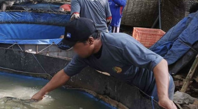 Warga Binaan Lapas Kediri Panen 220 Kilogram Lele