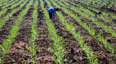Harapan Manis, Jatim Bakal Tanam 70 Ribu Hektar Tebu untuk Swasembada Gula