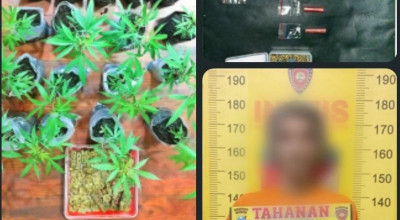 Bandar Sabu di Tumpang Malang Punya Budi Daya Ganja Sendiri