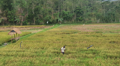 Ratusan Hektare Tanaman Padi di Tulungagung Terserang Hama Wereng