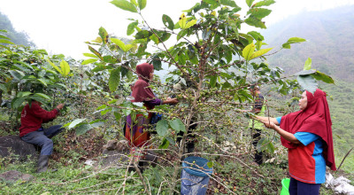 Harum Kopi dan Asa Petani di Balik Kabut Gunung Arjuna
