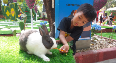 KBS Surabaya Hadirkan Rabbits in Wonderland, Edukasi Kelinci Unik untuk Anak!