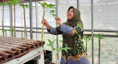 ITS Kembangkan Riset Adaptasi Tanaman untuk Ketahanan Pangan